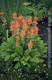 Attēlu rezultāti vaicājumam “Primula x margotae”