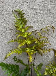 Attēlu rezultāti vaicājumam “Dryopteris”
