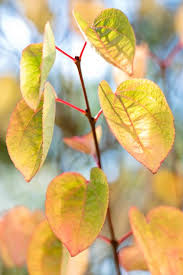 Attēlu rezultāti vaicājumam “Cercidiphyllum japonicum leaf”