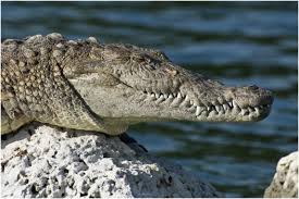 Image result for Crocodylus acutus