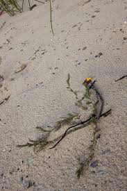 Attēlu rezultāti vaicājumam “Corispermum hyssopifolium”