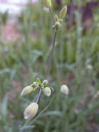 Attēlu rezultāti vaicājumam “Silene vulgaris bud”