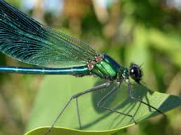 Attēlu rezultāti vaicājumam “Calopteryx splendens”
