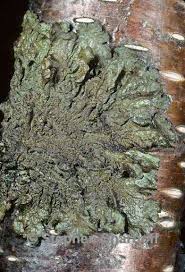 Attēlu rezultāti vaicājumam “Melanohalea olivacea”