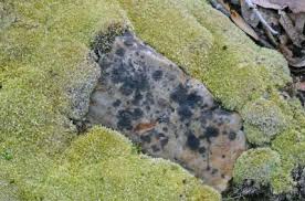 Attēlu rezultāti vaicājumam “Leucobryum glaucum”