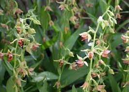 Attēlu rezultāti vaicājumam “Epirranthis diversata upperside”