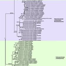 Attēlu rezultāti vaicājumam “Milesina murariae”