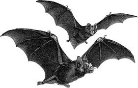 Attēlu rezultāti vaicājumam “Chiroptera”