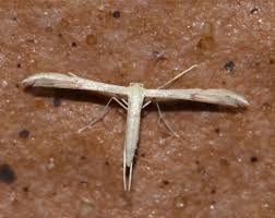 Attēlu rezultāti vaicājumam “Adaina microdactyla”