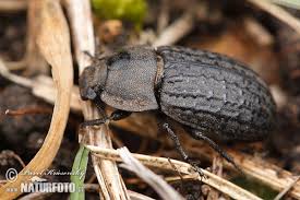 Attēlu rezultāti vaicājumam “Opatrum sabulosum”