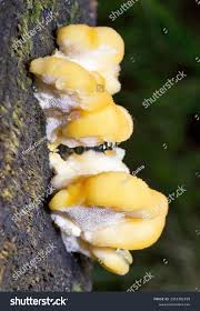 Attēlu rezultāti vaicājumam “Climacocystis borealis”