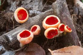 Attēlu rezultāti vaicājumam “Sarcoscypha austriaca var. lutea”