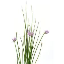 Image result for Schnittlauch