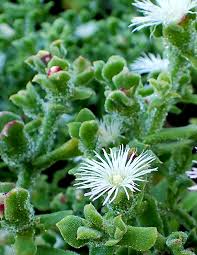 Image result for Mesembryanthemum criniflorum