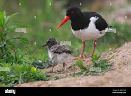 Attēlu rezultāti vaicājumam “Haematopus ostralegus adult”