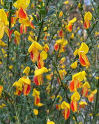 Image result for Cytisus scoparius