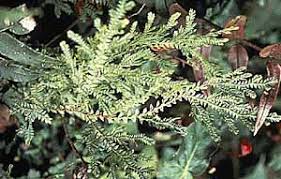 Attēlu rezultāti vaicājumam “Seligeria donniana sporophyte”