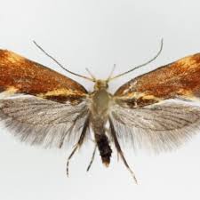 Attēlu rezultāti vaicājumam “Epicallima formosella”