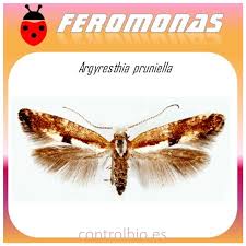 Attēlu rezultāti vaicājumam “Argyresthia pruniella”