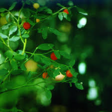 Attēlu rezultāti vaicājumam “Oxycoccus fruit”