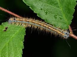 Attēlu rezultāti vaicājumam “Malacosoma neustria larva”