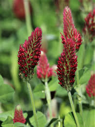 Image result for Trifolium incarnatum