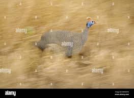 Attēlu rezultāti vaicājumam “Numida meleagris adult”