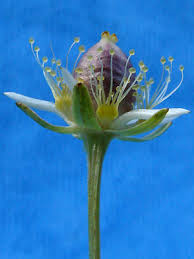 Attēlu rezultāti vaicājumam “Parnassia palustris bud”