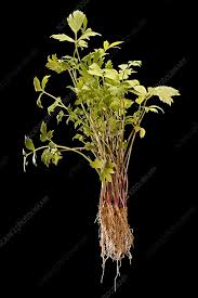 Attēlu rezultāti vaicājumam “Levisticum officinale”