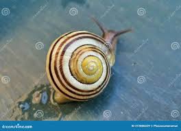 Attēlu rezultāti vaicājumam “Cepaea hortensis”