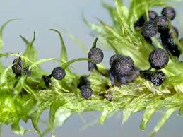 Attēlu rezultāti vaicājumam “Lamproderma puncticulatum macro”