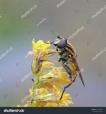 Attēlu rezultāti vaicājumam “Helophilus hybridus”