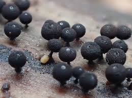 Attēlu rezultāti vaicājumam “Stemonitopsis subcaespitosa”