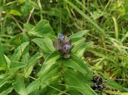 Attēlu rezultāti vaicājumam “Gentiana cruciata flower”