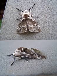 Attēlu rezultāti vaicājumam “Lymantriidae”