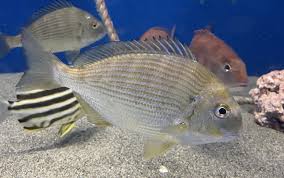 Image result for Rhabdosargus holubi