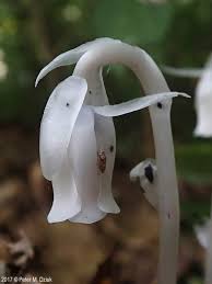 Attēlu rezultāti vaicājumam “Plantago uniflora flower”