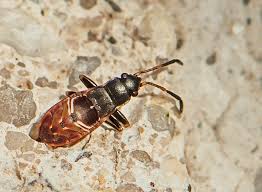 Image result for Rhyparochromus