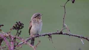 Attēlu rezultāti vaicājumam “Turdus viscivorus juvenile”