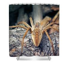 Attēlu rezultāti vaicājumam “Pisaura mirabilis”