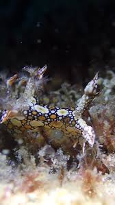 ผลการค้นหารูปภาพสำหรับ Bornella Anguilla