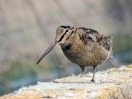 Attēlu rezultāti vaicājumam “Scolopax rusticola juvenile”