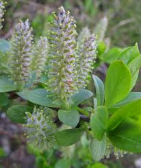Attēlu rezultāti vaicājumam “Salix myrsinifolia”