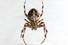 Attēlu rezultāti vaicājumam “Araneus diadematus female”