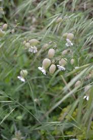 Image result for Silene vulgaris