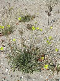 Attēlu rezultāti vaicājumam “Diplotaxis tenuifolia bud”