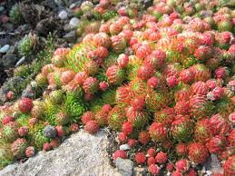 Attēlu rezultāti vaicājumam “Jovibarba globifera”