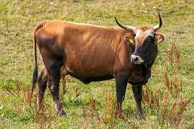 Attēlu rezultāti vaicājumam “Bos primigenius taurus”