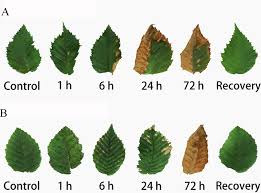 Attēlu rezultāti vaicājumam “Carpinus betulus leaf”