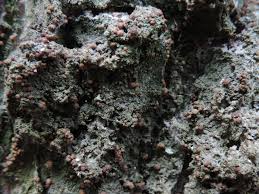 Attēlu rezultāti vaicājumam “Biatora sphaeroides”